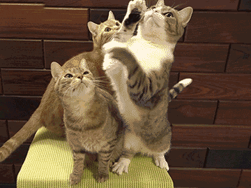 Kadın Yüreği Kedi Gibidir