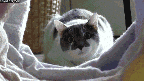 Kadın Yüreği Kedi Gibidir