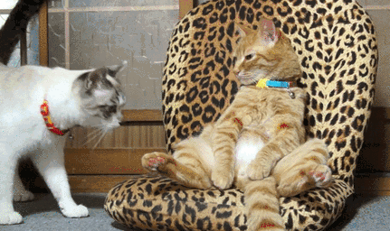 Kadın Yüreği Kedi Gibidir