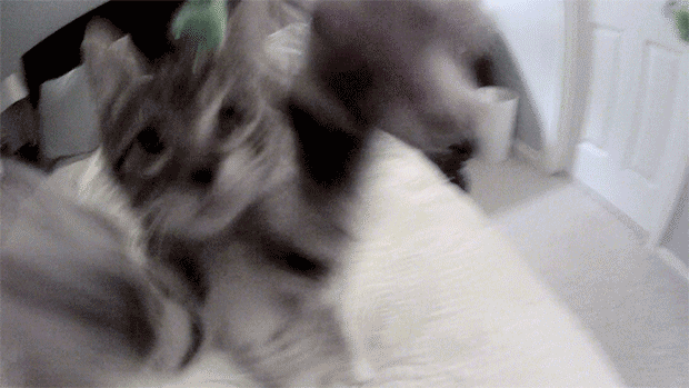 Kadın Yüreği Kedi Gibidir