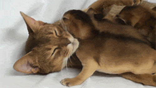 Kadın Yüreği Kedi Gibidir