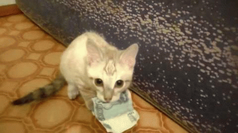 Kadın Yüreği Kedi Gibidir