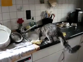 Kadın Yüreği Kedi Gibidir