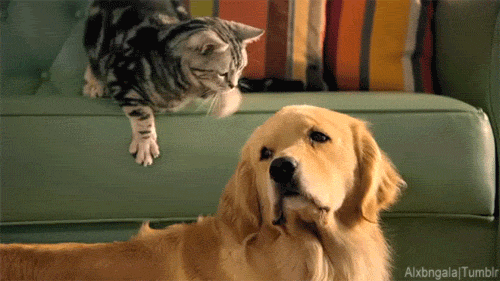 Adamlar ve Kadınlar: Kediler ve Köpekler