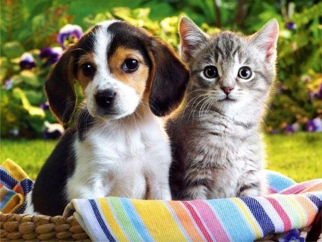 Adamlar ve Kadınlar: Kediler ve Köpekler