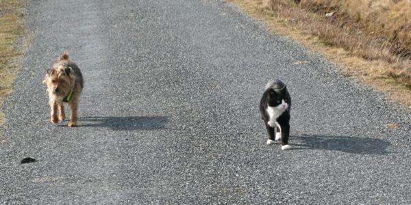 Adamlar ve Kadınlar: Kediler ve Köpekler
