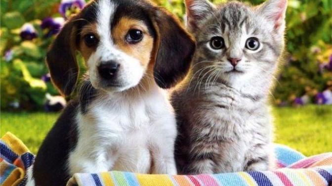 Adamlar ve Kadınlar: Kediler ve Köpekler