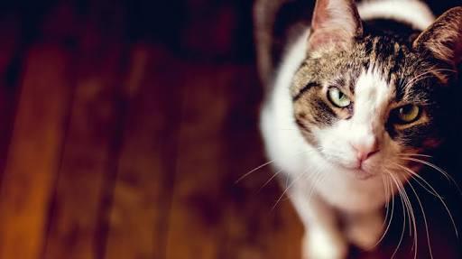 kedi tırnakları nasıl kesilir