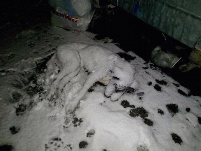 Sokak Hayvanlarını Unutmayın.!