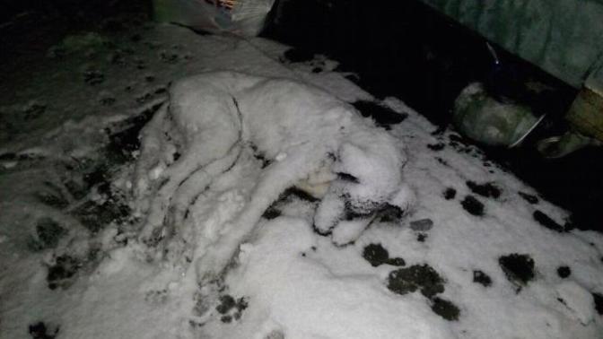 Sokak Hayvanlarını Unutmayın!