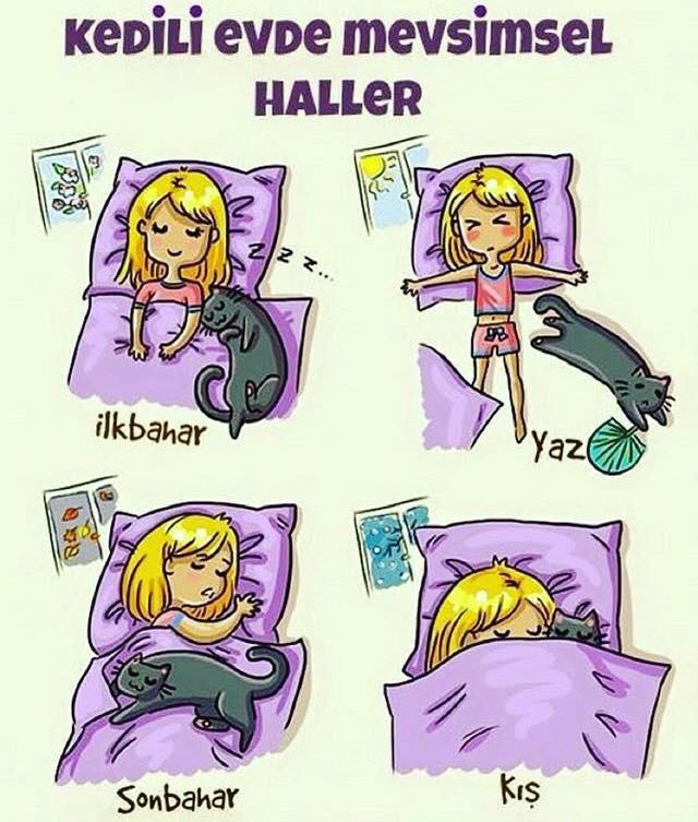 Bir Kediden Sonra...