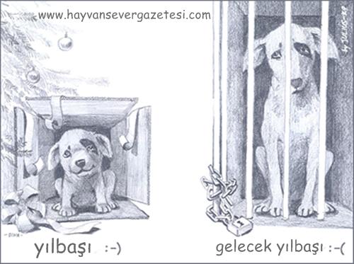 Hayvanlar, Hediye veya Aksesuar Olamazlar!!!