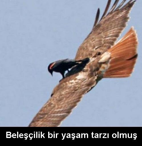 Ağzına Meşe Odunuyla Vurulası Tipler!