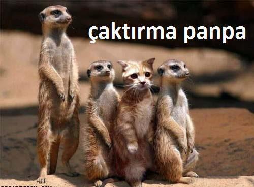 Ağzına Meşe Odunuyla Vurulası Tipler!