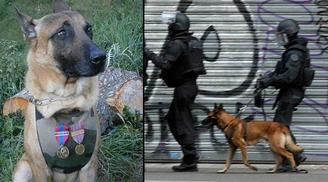 Abazan Erkek ve Köpek Benzerlikleri!