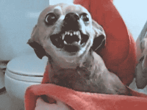 Abazan Erkek ve Köpek Benzerlikleri!