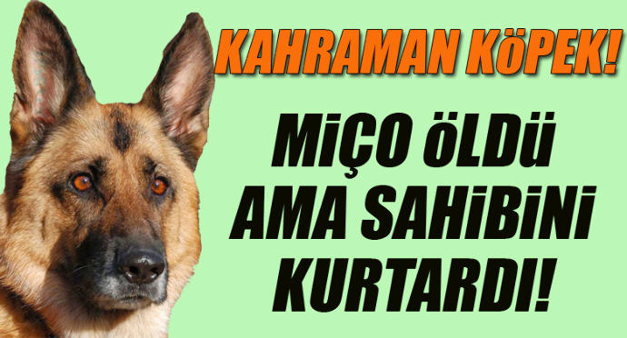 Abazan Erkek ve Köpek Benzerlikleri!