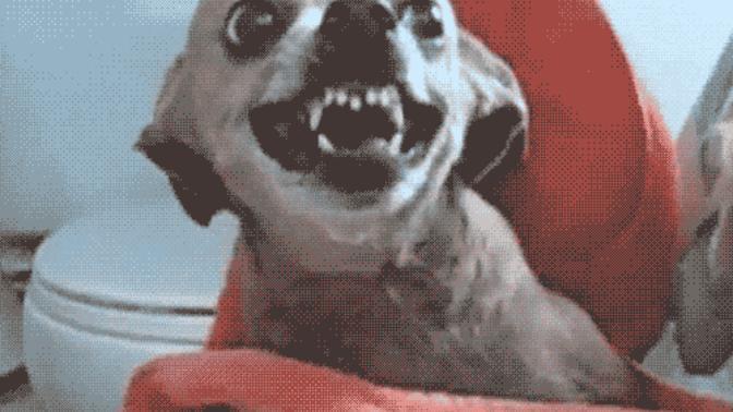 Abazan Erkek ve Köpek Benzerlikleri!