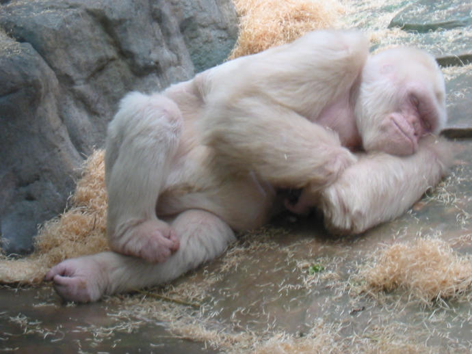 Gorilleri Günümüz Erkeklerinden Üstün Kılan 5 Temel Özellik