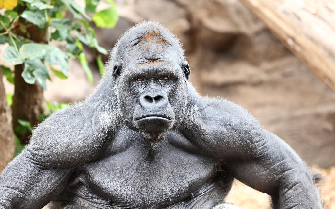 Gorilleri Günümüz Erkeklerinden Üstün Kılan 5 Temel Özellik