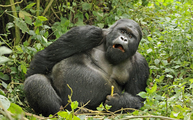 Gorilleri Günümüz Erkeklerinden Üstün Kılan 5 Temel Özellik