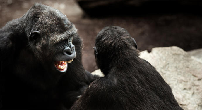 Gorilleri Günümüz Erkeklerinden Üstün Kılan 5 Temel Özellik