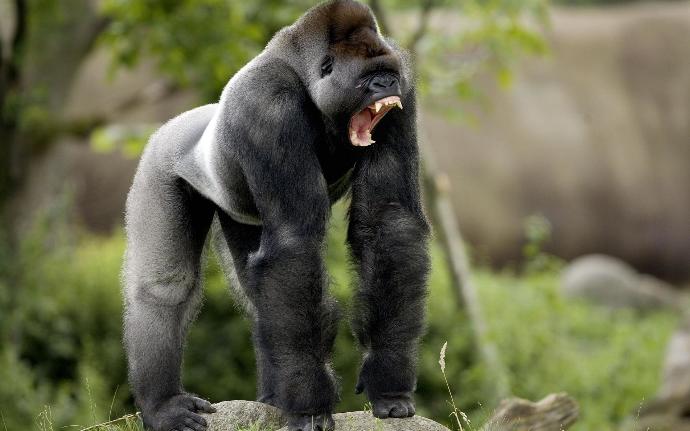 Gorilleri Günümüz Erkeklerinden Üstün Kılan 5 Temel Özellik