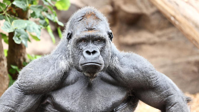 Gorilleri Günümüz Erkeklerinden Üstün Kılan 5 Temel Özellik