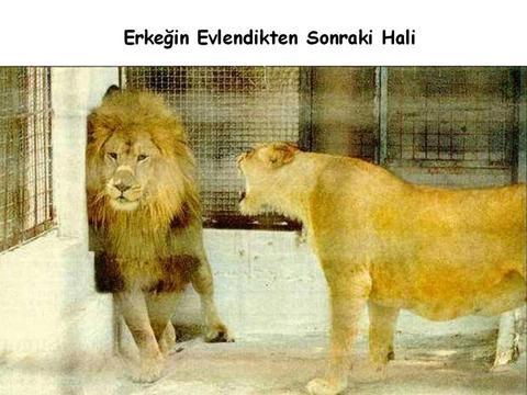 Evlenmemek İçin Gayet Makul Sebepler