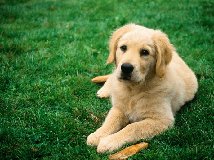 Köpek Yetiştirmeniz İçin 5 Sebep