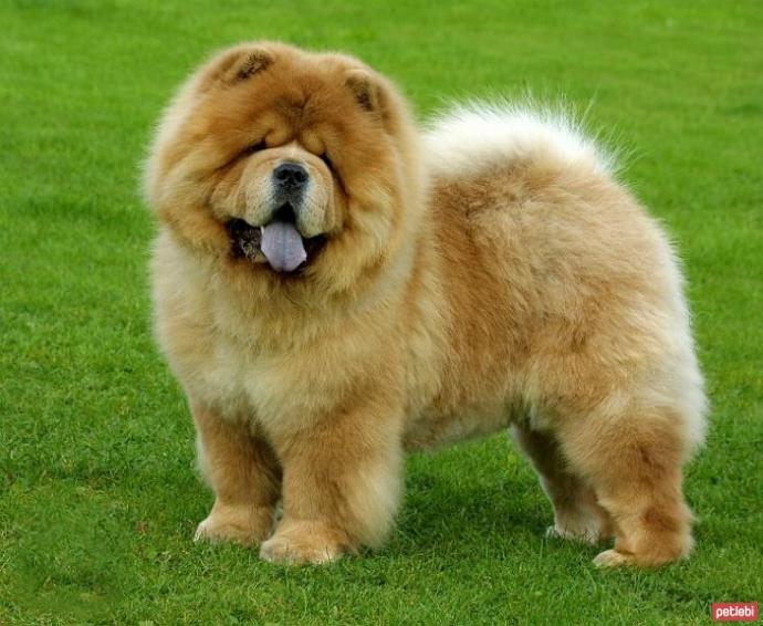 Köpek Yetiştirmeniz İçin 5 Sebep