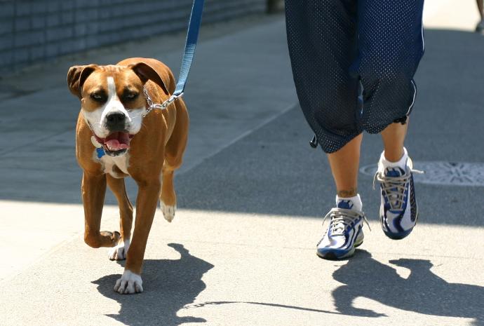 Köpek Yetiştirmeniz İçin 5 Sebep