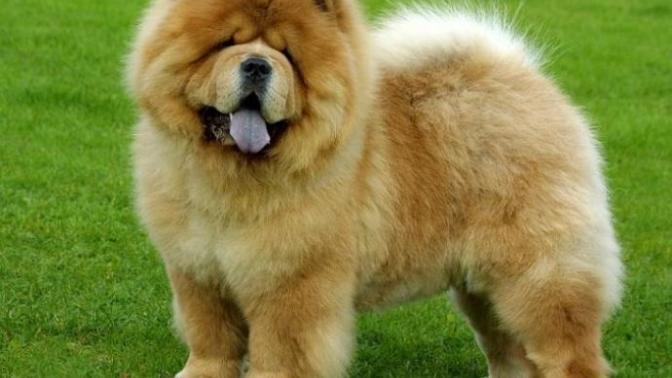 Köpek Yetiştirmeniz İçin 5 Sebep