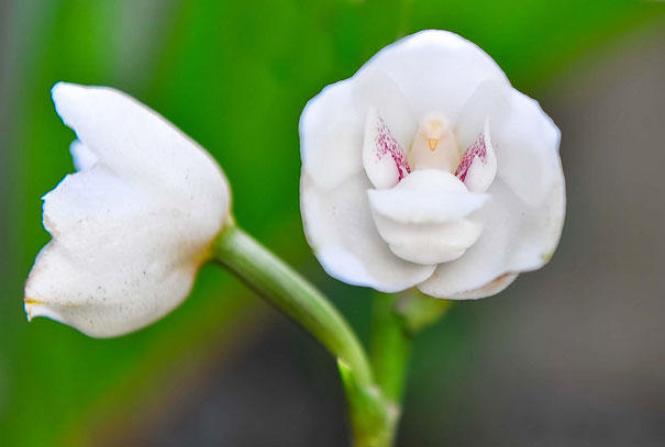 Bilmediğimiz Değişik Çiçekler