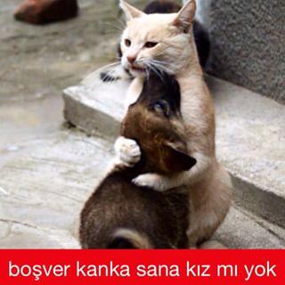 Hayvanlar İnsanlardan Daha Çok Sevgi Hakediyor