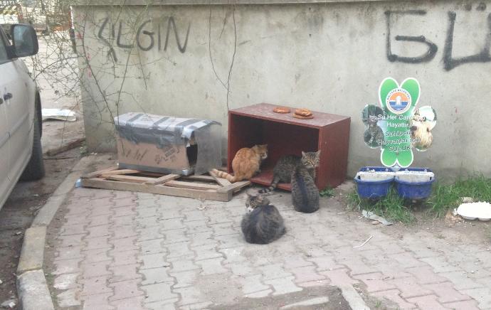 Patilerin 14 Şubat'ı