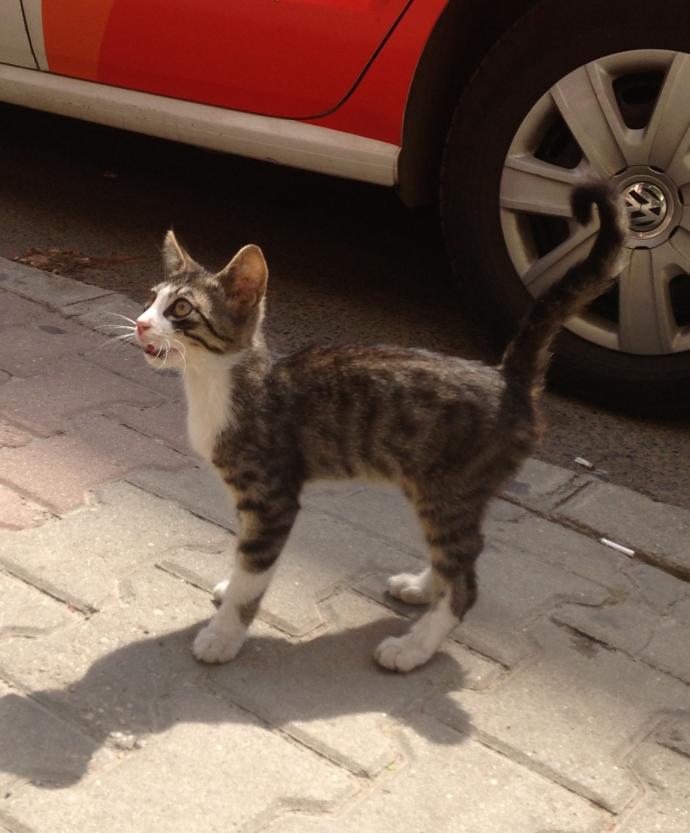 Patilerin 14 Şubat'ı
