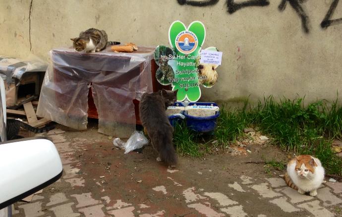 Patilerin 14 Şubat'ı