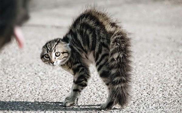 Kedi Sahiplerinin Bilmek İsteyeceği Şeyler