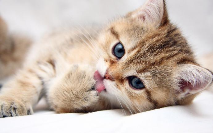 Kedi Sahiplerinin Bilmek İsteyeceği Şeyler