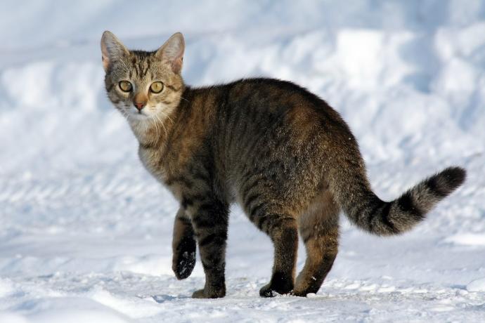 Kedi Sahiplerinin Bilmek İsteyeceği Şeyler