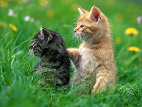 Kedi Sahiplerinin Bilmek İsteyeceği Şeyler