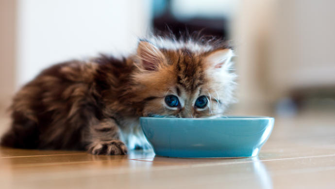 Kedi Sahiplerinin Bilmek İsteyeceği Şeyler
