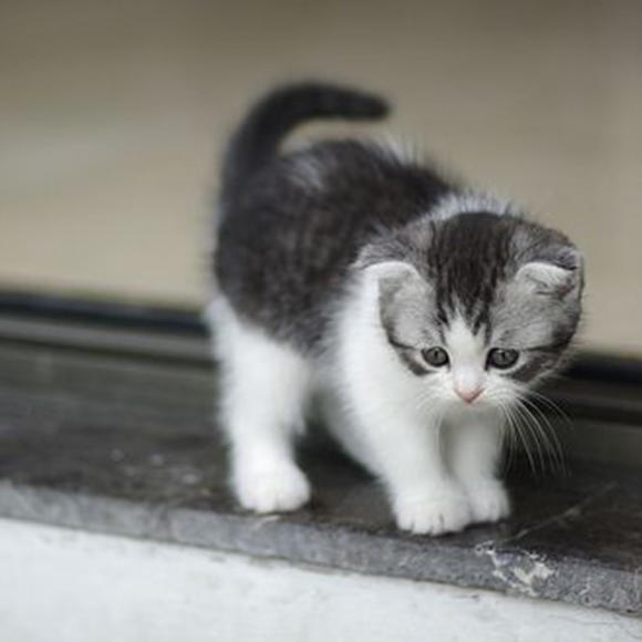 Kedi Sahiplerinin Bilmek İsteyeceği Şeyler