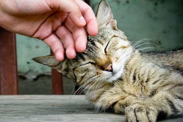 Kedi Sahiplerinin Bilmek İsteyeceği Şeyler
