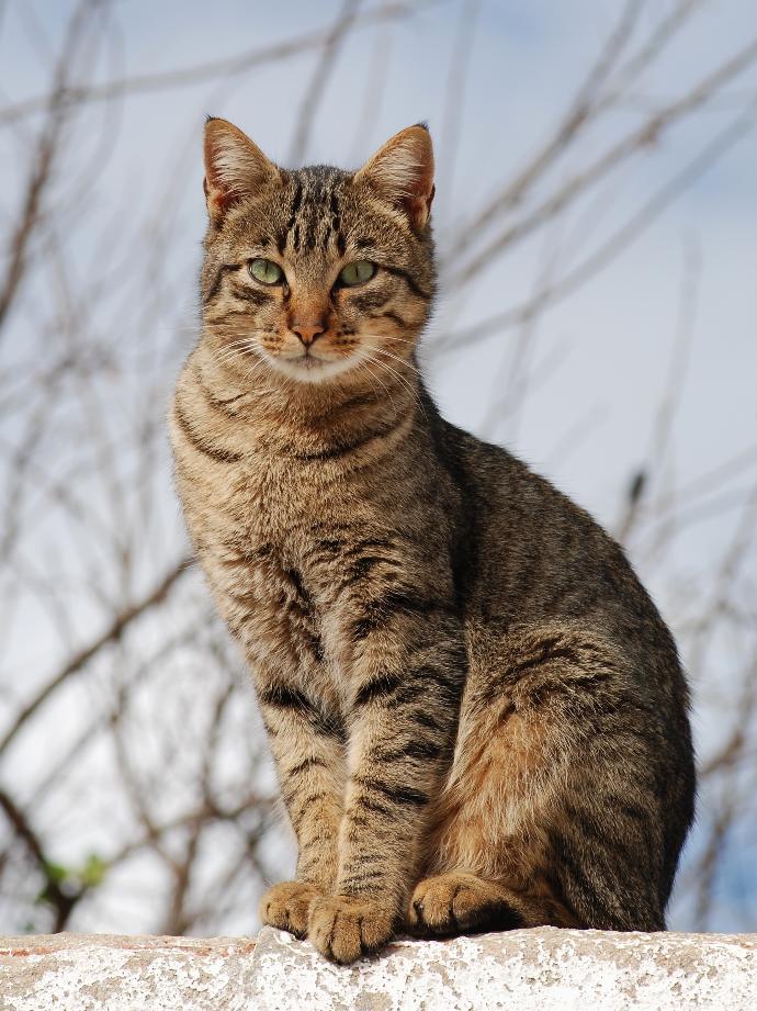 Kedi Sahiplerinin Bilmek İsteyeceği Şeyler
