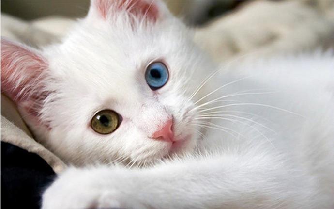 Kedi Sahiplerinin Bilmek İsteyeceği Şeyler