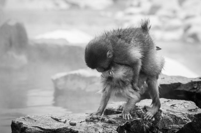 Hayvanlar Aleminden Sevgi Kareleri
