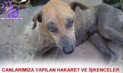 Hayvanlara Merhamet Edin!