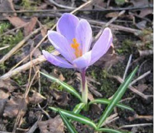 Nevruz Nedir, Nevruz Bayramı Nasıl Kutlanır?